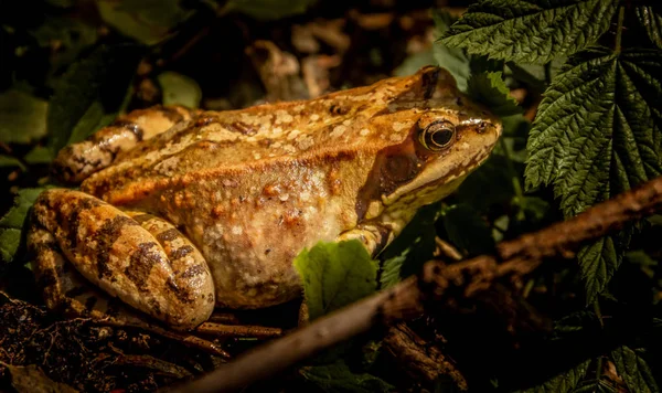 Ormanda Bir Kurbağa — Stok fotoğraf