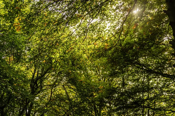 Luz Sol Através Folhas Verdes Madeira — Fotografia de Stock