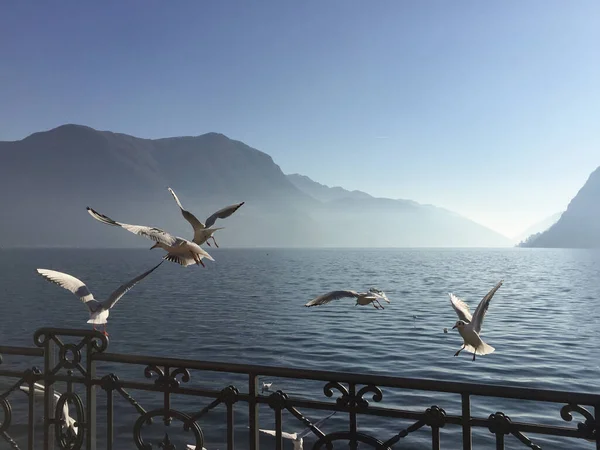 Racci Létající Před Jezerem Lugano Zimním Období — Stock fotografie