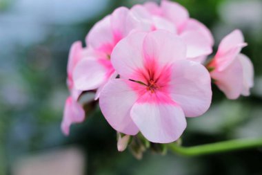 pembe çiçekler Sardunya, Sardunya x hortorum ile L.H. Bale (Turnagagasıgiller), çiçek kartpostal şube, alanı Kopyala
