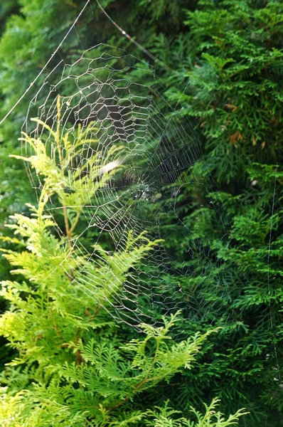 Spinnweben auf grünem Gras gespannt — Stockfoto
