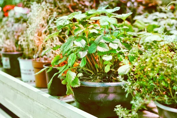 Hrnkové zahradu s bylinkami, zeleninou, organické fazole, jahody a mnohem více pro zdravé výživy — Stock fotografie