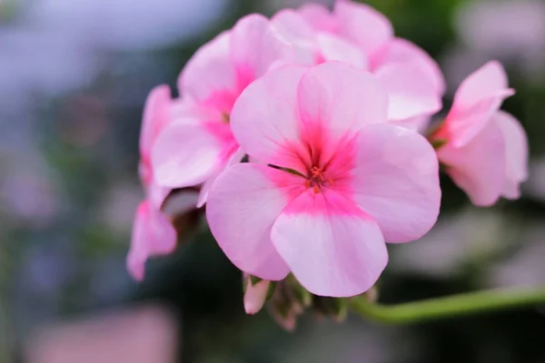 Branche avec fleurs rose géranium, pelargonium x hortorum L.H. Bale (Geraniaceae), carte postale fleurs, espace pour copier — Photo