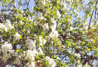 Ağaçtaki beyaz elma çiçekleri 