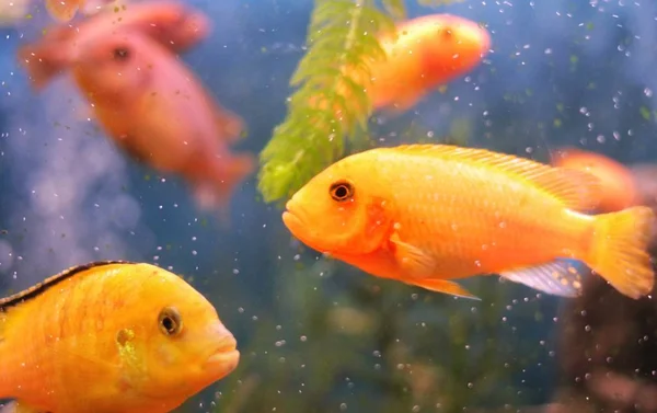 Koraal rif vis in het water, de gouden vis — Stockfoto