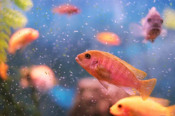 Koraal rif vis in het water, rode, gouden vissen — Stockfoto
