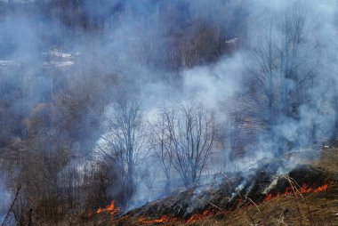 çevresel felaket. Ormanda yangın, yangın, Kuru Çim yanan