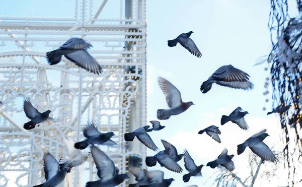 A flock of pigeons in flight, in the square, soft selective focus — Stock Photo, Image