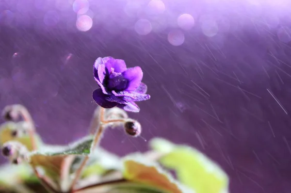 Fioletowy kwiat z kroplami wody, z podświetla i rozpryskami rainon purpurowe tło. — Zdjęcie stockowe