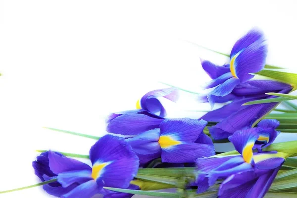 Fleurs violettes d'iris — Photo