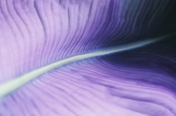 Feuille tropicale violette, gros plan, mise au point sélective, flou — Photo