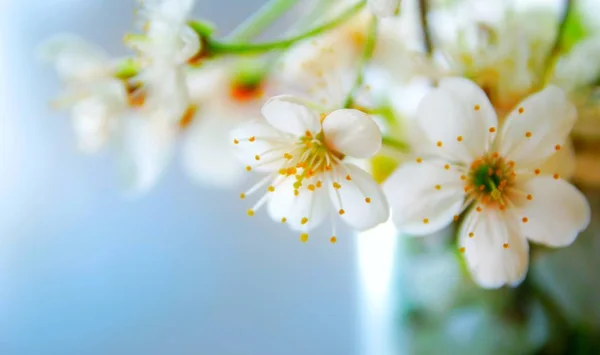 青空の背景に対するリンゴの木の白い花、選択的な焦点 — ストック写真