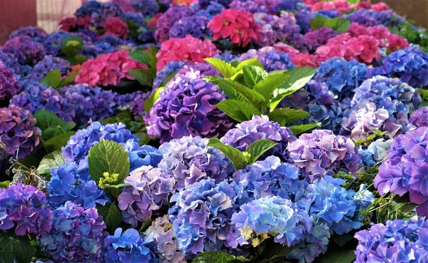 Blaue Hortensienblüten, lila. — Stockfoto