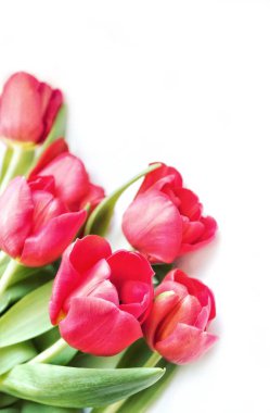 hafif bir arka planda lale çiçekler, yakın çekim