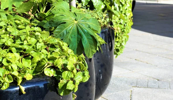 Gröna tropiska växter i blomkrukor i staden för landskapsplanering — Stockfoto