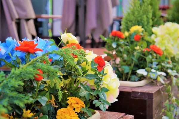 Blommor, matsal bord på verandan på ett gatukafé. — Stockfoto