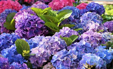 mavi hidangea çiçekler, mor. 