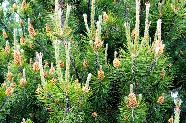 Cones de pinheiro. ramos verdes . Imagens Royalty-Free