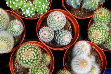 tencerede kaktüsler farklı türleri, üst görünüm