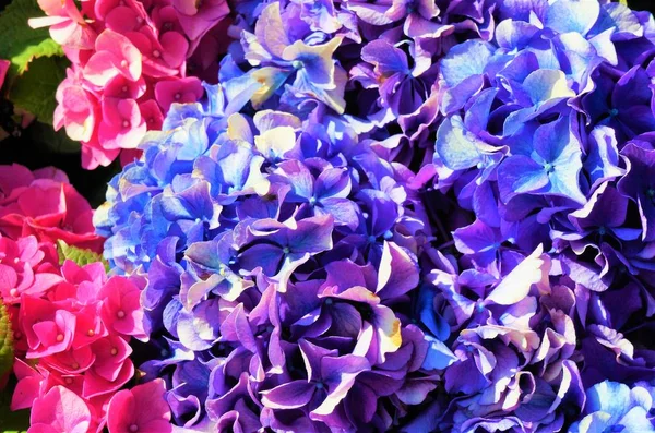 Fleurs d'hortensia bleu, violet . — Photo