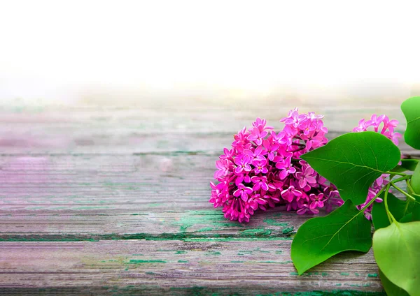 Verse lila bloem op een achtergrond van oude planken. hellingshoek van licht. Kopieerruimte — Stockfoto