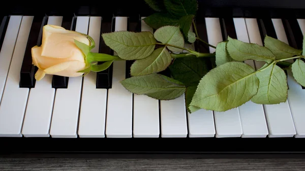 Bella Rosa Sui Tasti Del Pianoforte Bianco Nero Festa Della — Foto Stock