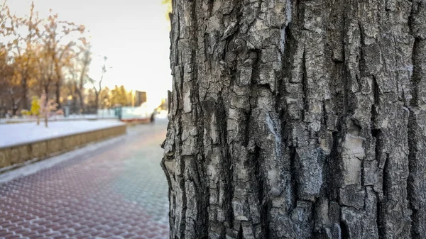 Tree in the Park close - up, big plan tree bark