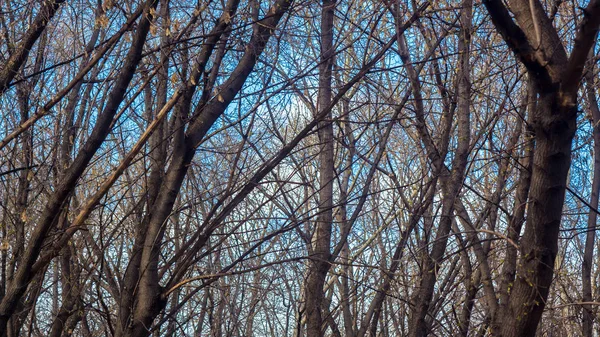 Gałęzie drzew na błękitne niebo, chmury, Świt, zachód słońca. Las, Park, charakter. Jesień-wiosna — Zdjęcie stockowe