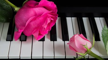 Piyanoda pembe güller. Büyük bir çiçek ve küçük bir Bud. Romantizm, kutlama, kartpostal. Anneler günü, doğum günü, 8 Mart, Sevgililer Günü. Dikkat, Tarih, Aşk, Sanat.
