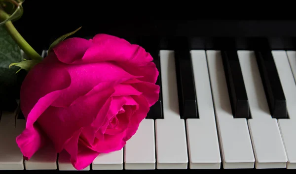 Vacker ros på piano Keys. Romantik, firande, vykort. Mors dag, födelsedag, 8 mars, alla hjärtans dag. Uppmärksamhet, datum, kärlek, konst. — Stockfoto