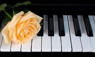 Piyanoda güzel bir çıplak gül. Kutlama, tebrikler, müzik, tiyatro. uluslararası kadınlar günü, anneler günü, romantizm, aşk, çiçekler.