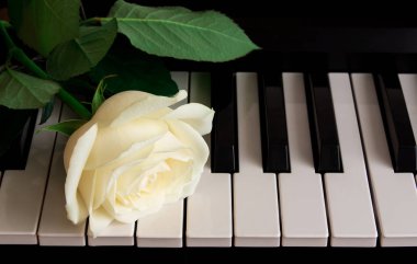 Piyanoda güzel beyaz bir gül. Kutlama, tebrikler, müzik, tiyatro. uluslararası kadınlar günü, anneler günü, romantizm, aşk, çiçekler.