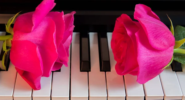 Due rose rosa su tasti per pianoforte in bianco e nero. Fiori su uno strumento musicale. Biglietto d'auguri. Festa internazionale della donna, festa della mamma, romanticismo, amore, fiori — Foto Stock