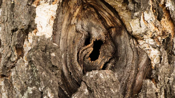 Hole in the bark of a tree close up. Tree trunk with hollow. Tree bark texture background. Dark Hollow Of Old Birch Tree Close-Up. Birch Texture Background. Damage To The Bark Of a wood