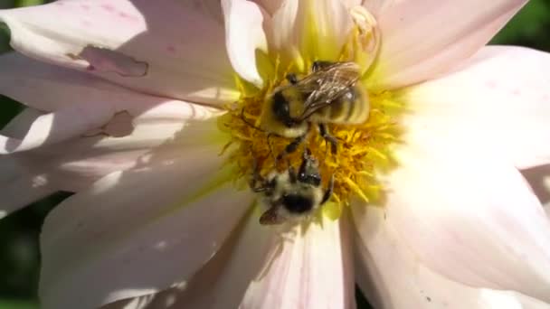 Humlebi Blomst Honningbi Bestøver Haveblomst Insekter Tæt Makro Biologi Dyreliv – Stock-video