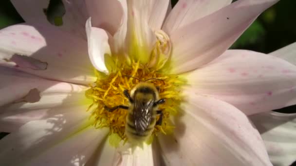 Una Abeja Una Flor Una Abeja Poliniza Una Flor Jardín — Vídeo de stock