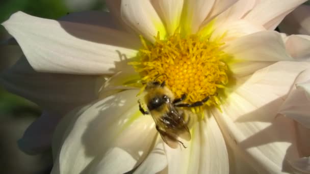 Albină Polenizează Floare Grădină Albină Într Floare Insectele Apropie Macro — Videoclip de stoc