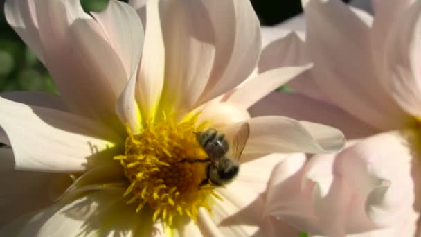 Bie Humle Blomst Honningbie Bestøver Hageblomst Insektene Nærmer Seg Macro – stockvideo