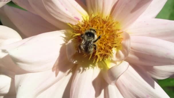 Insecten Close Macro Een Bij Verzamelt Nectar Van Een Bloem — Stockvideo