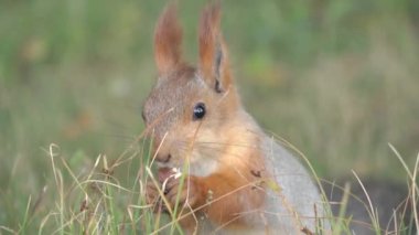 Kabarık kuyruklu sincap fındığı kemiriyor, ağır çekimde. Yumuşak sincap meşe palamudunu çiğniyor. Sincap kışın renk değiştirir. Hayvanlar kışa hazırlanıyor. Sincap erzak yapar.