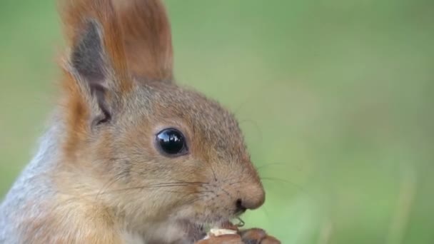 Ardilla Con Cola Esponjosa Mordisquea Una Nuez Cámara Lenta Vida — Vídeos de Stock