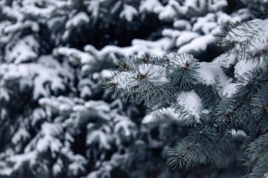 karda ilk kar çam dalları