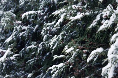 karda ilk kar çam dalları