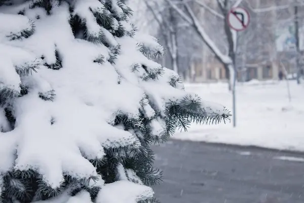 云杉树枝在雪中 第一雪 — 图库照片