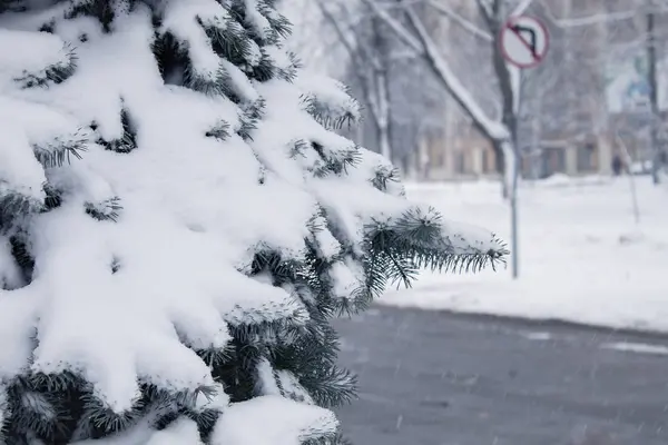 Fichtenzweige Schnee Der Erste Schnee — Stockfoto