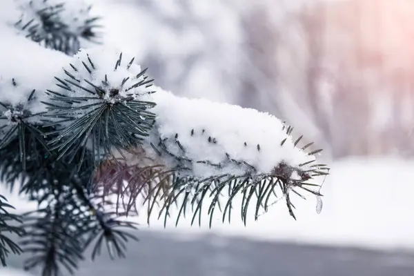 云杉树枝在雪中 第一雪 — 图库照片