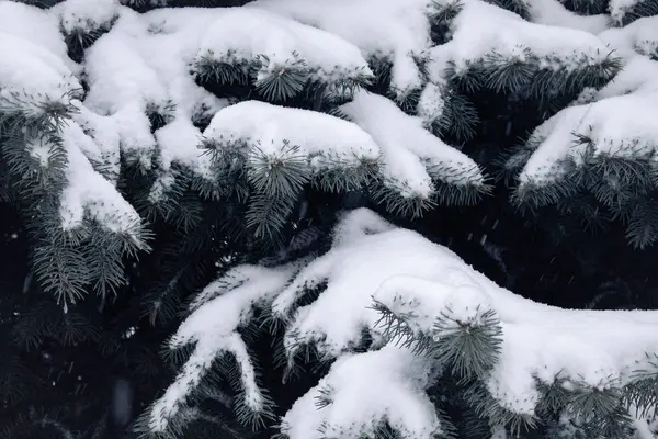 云杉树枝在雪中 第一雪 — 图库照片