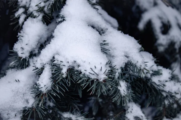 Rami Abete Rosso Nella Neve Prima Neve — Foto Stock