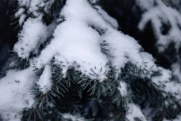 云杉树枝在雪中 第一雪 — 图库照片