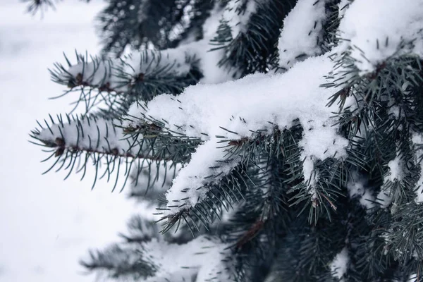 Fichtenzweige Schnee Der Erste Schnee — Stockfoto